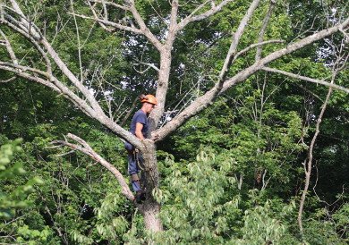 Pruning & Trimming Trees