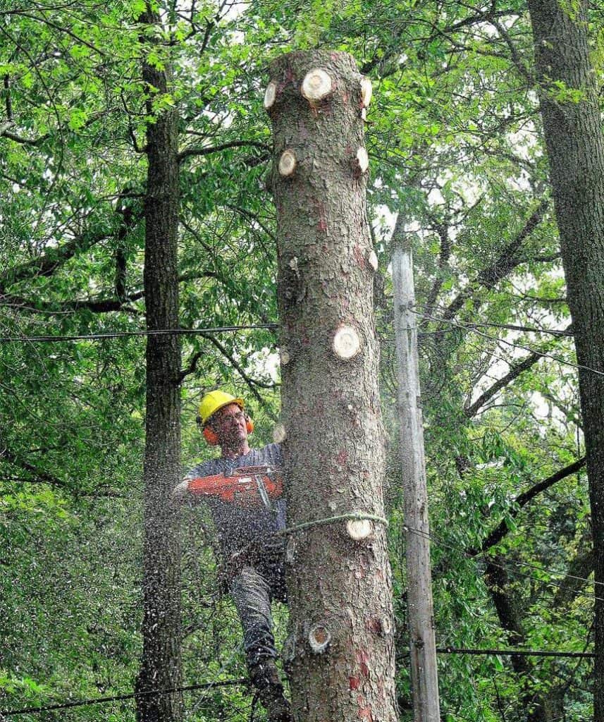 Tree Removal (Average Cost Of A Tree Removal) - Arborist USA