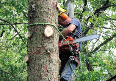 Tree Trimming Services for Byron Center