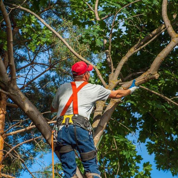 Tree Pruning for aesthetics