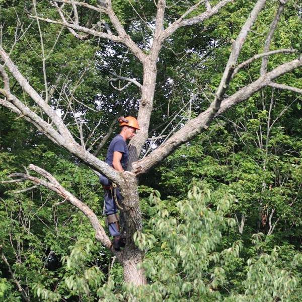 Dead Tree & Stump Removal