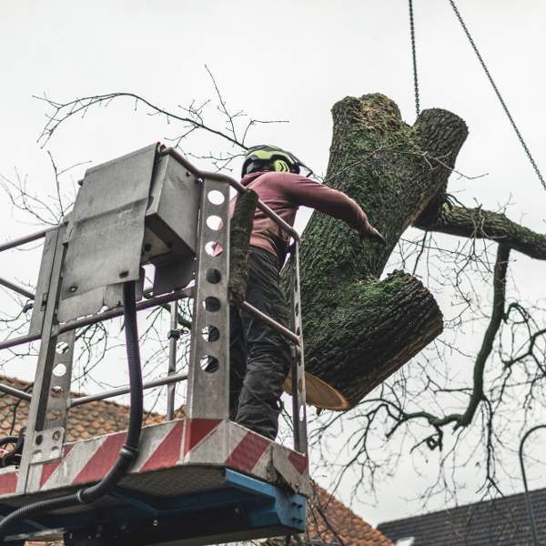 Tree-Located-Too-Close-to-Structures