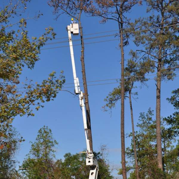 Tree Trimming for Safety