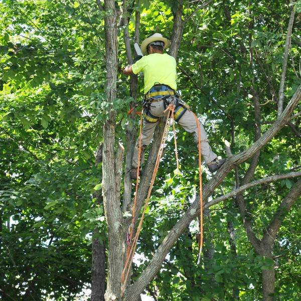 Tree-Trimming-for-Health-of-the-tree